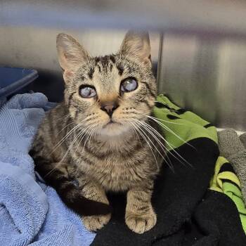 Rescue Tabby Cats for Adoption in Huntington, New York - Colette (mostly Blind) | PetCurious
