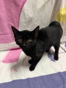 Rescue Domestic Short Hair Cats for Adoption in Covington, Louisiana - Pooyet | PetCurious