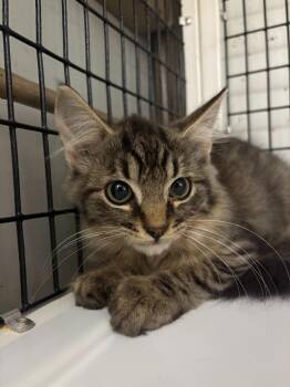 Fuzz Lightyear -  Domestic Medium Hair Cat for Adoption in Trenton, New Jersey - Fuzz Lightyear | PetCurious