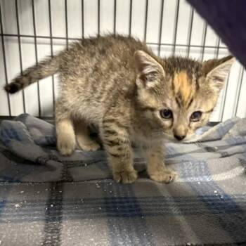 Marigold (26-5136) -  Domestic Short Hair Cat for Adoption in Fort Smith, Arkansas - Marigold (26-5136) | PetCurious
