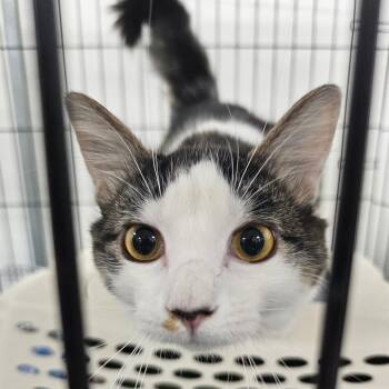 Rescue Domestic Short Hair Cats for Adoption in Victoria, British Columbia - Bessie | PetCurious