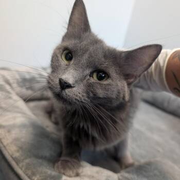 Hadley -  Domestic Medium Hair Cat for Adoption in Watertown, New York - Hadley | PetCurious