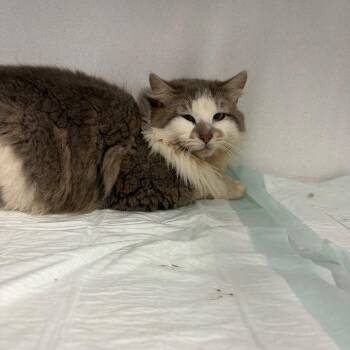 Tigress ARC26 - 142 -  Domestic Long Hair Cat Available for Adoption in Akron, New York - Tigress ARC26 - 142 | PetCurious