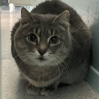 Tabby Cats Available for Adoption in Hoquiam, Washington - Arlo - New To Us | PetCurious