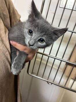 Domestic Short Hair Cats Available for Adoption in Marietta, Georgia - Chai | PetCurious