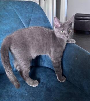 Smasheus -  Domestic Short Hair Cat for Adoption in Fort Lupton, Colorado - Smasheus | PetCurious