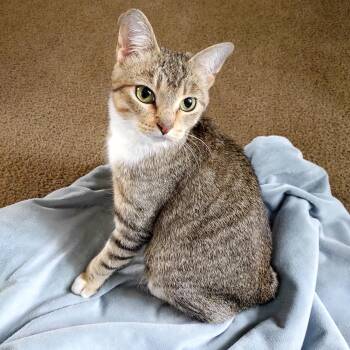 Rescue Domestic Short Hair Cats for Adoption - Winnie | PetCurious