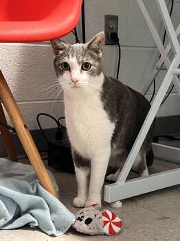 Beau -  Domestic Short Hair Cat for Adoption in Alexandria, Virginia - Beau | PetCurious