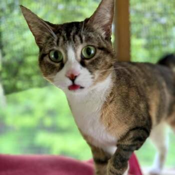 Danni -  Domestic Short Hair Cat for Adoption - Danni | PetCurious