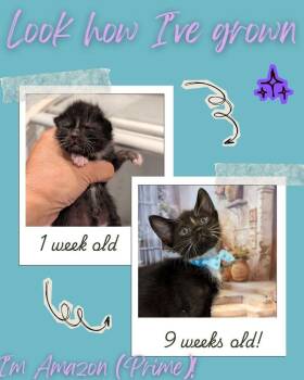 Domestic Short Hair Cats Available for Adoption in Fremont, California - Amazon Prime | PetCurious