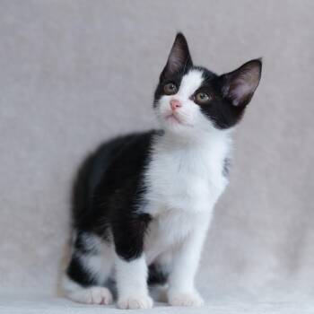 Domestic Short Hair Cats Available for Adoption in Sunnyvale, California - Selena | PetCurious