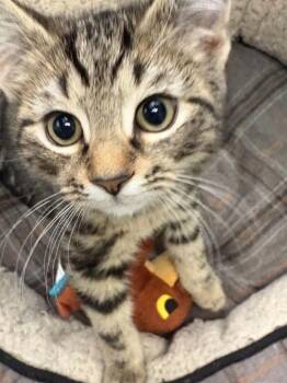 Teddy -  Domestic Short Hair Cat for Adoption in Covington, Virginia - Teddy | PetCurious