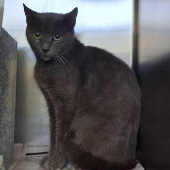 Domestic Short Hair Cats Available for Adoption in Auburn, Alabama - Mutha - TNR | PetCurious