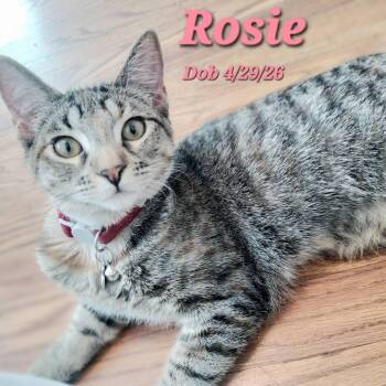 Rosie -  Domestic Short Hair Cat for Adoption in Clayton, California - Rosie | PetCurious