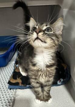 Stoney -  Domestic Short Hair Cat for Adoption in Webster City, Iowa - Stoney | PetCurious