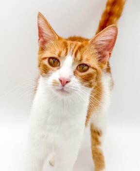 Butterscotch wins the momma award of the year - SUPER sweet - VI -  Turkish Van and Tabby Cat for Adoption in Bedford Hills, New York - Butterscotch Wins The Momma Award Of The Year - SUPER Sweet - VI | PetCurious