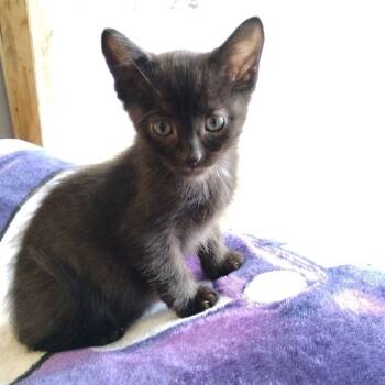 Rescue Domestic Short Hair Cats for Adoption in Rochester, Minnesota - JellyBean | PetCurious