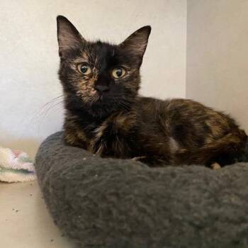 Polly Pocket -  Domestic Short Hair Cat for Adoption in Dayton, Ohio - Polly Pocket | PetCurious