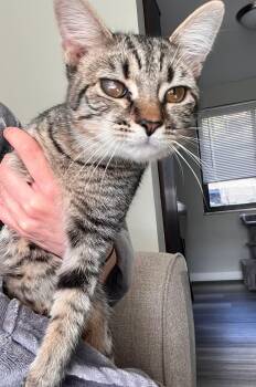 Rescue Domestic Short Hair Cats for Adoption in Carnegie, Pennsylvania - Mya | PetCurious