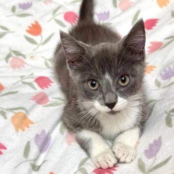 Sock Monkey -  Domestic Short Hair Cat Available for Adoption in Kansas City, Missouri - Sock Monkey | PetCurious