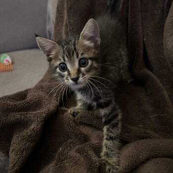 Winston -  Domestic Short Hair Cat for Adoption in Ottawa, Kansas - Winston | PetCurious