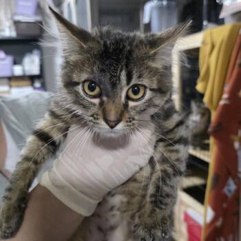 Himari -  Domestic Medium Hair Cat for Adoption in Sioux Falls, South Dakota - Himari | PetCurious