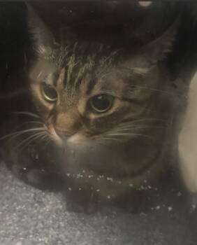 Domestic Short Hair Cats Available for Adoption in Dallas, Texas - NOELLE | PetCurious