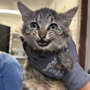 Domestic Medium Hair Cats Available for Adoption in Springtown, Texas - Yoshi | PetCurious