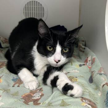 Louca (bonded with Lucy) -  Domestic Short Hair Cat for Adoption in Reisterstown, Maryland - Louca (bonded With Lucy) | PetCurious