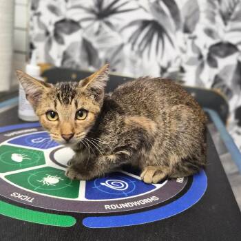 Worm -  Domestic Short Hair Cat for Adoption in Wahiawa, Hawaii - Worm | PetCurious