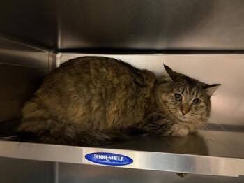 Fig -  Domestic Medium Hair Cat for Adoption in Black Eagle, Montana - Fig | PetCurious