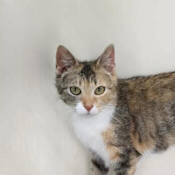 Domestic Short Hair Cats Available for Adoption in State College, Pennsylvania - Loulou | PetCurious