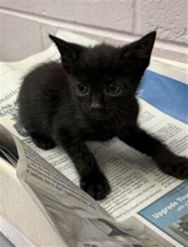 GIGGLE -  Domestic Medium Hair Cat for Adoption in Jacksonville, Florida - GIGGLE | PetCurious