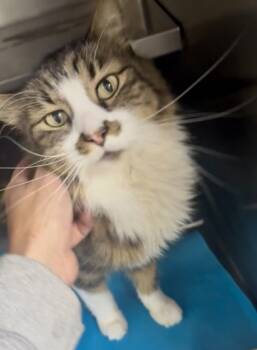 Rescue Domestic Short Hair Cats for Adoption in Fort Worth, Texas - Mordecai | PetCurious