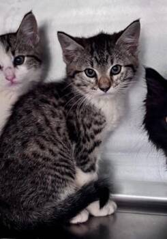 Daisy -  Domestic Short Hair Cat for Adoption in Watkinsville, Georgia - Daisy | PetCurious
