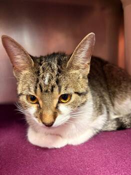 Domestic Short Hair Cats Available for Adoption - Jasper | PetCurious