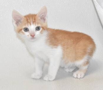 Domestic Short Hair Cats Available for Adoption - Chili Fluff | PetCurious