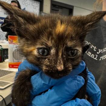 Domestic Short Hair Cats Available for Adoption in Allentown, Pennsylvania - Princess Purrdita | PetCurious