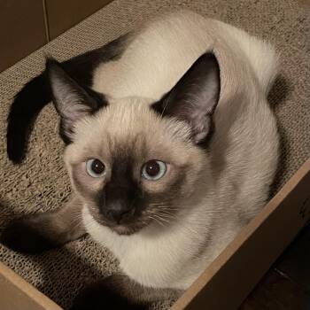 Siamese Cats Available for Adoption in Bentonville, Arkansas - Pulsar | PetCurious