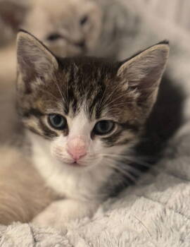 Rescue Domestic Short Hair and Tabby Cats for Adoption in Campbell, California - Thor | PetCurious