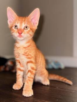Domestic Short Hair Cats Available for Adoption in Darien, Georgia - ButterBoy | PetCurious