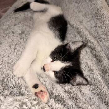 Obi Wan -  Domestic Short Hair Cat for Adoption in Pasadena, California - Obi Wan | PetCurious