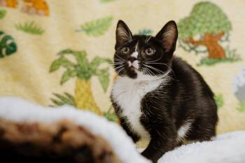 Kimmy -  Domestic Short Hair Cat for Adoption in Newberg, Oregon - Kimmy | PetCurious