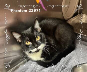 PHANTOM -  Domestic Short Hair Cat for Adoption in Marietta, Georgia - PHANTOM | PetCurious