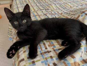 Cricket -  Domestic Short Hair Cat for Adoption in Cumberland, Maine - Cricket | PetCurious