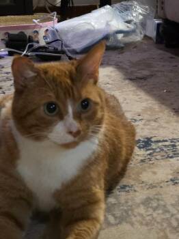 Gus -  Domestic Short Hair Cat for Adoption in Minneapolis, Minnesota - Gus | PetCurious