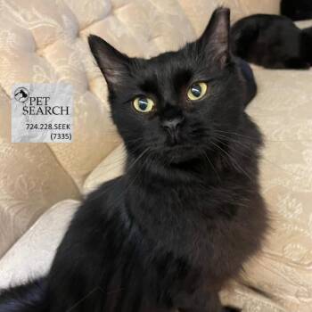Rescue Domestic Short Hair Cats for Adoption in Washington, Pennsylvania - Mix | PetCurious