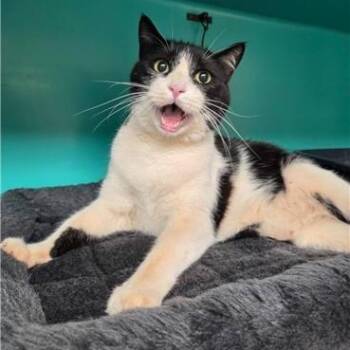 Gladiator -  Domestic Short Hair Cat for Adoption in Las Vegas, Nevada - Gladiator | PetCurious