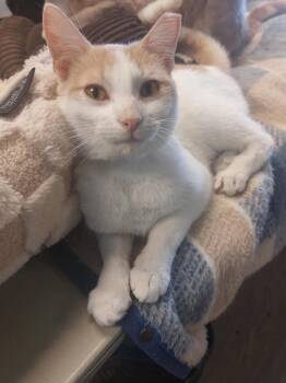 Rescue Domestic Short Hair Cats for Adoption in Liberty, New York - KL Peaches | PetCurious