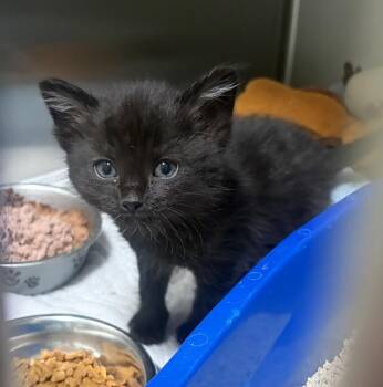 Shark -  Domestic Short Hair Cat for Adoption in Challis, Idaho - Shark | PetCurious